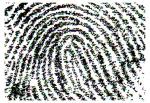 The Fingerprint